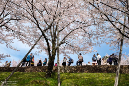 Sakura Hanami at the Keage Incline, Kyoto, Japan Photo