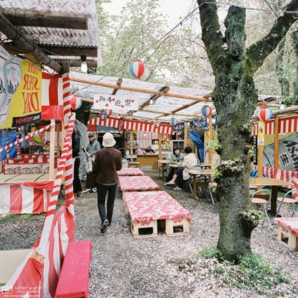 Fallen Cherry Blossoms, Hirano Shrine, Kyoto, Japan Photo