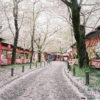 Fallen Cherry Blossoms, Hirano Shrine, Kyoto, Japan Photo