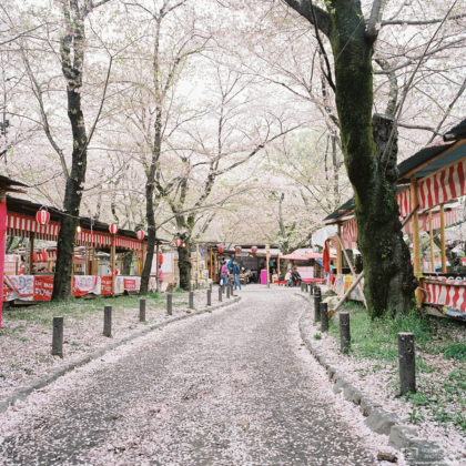 Fallen Cherry Blossoms, Hirano Shrine, Kyoto, Japan Photo