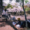 Cherry Blossom Painter, Nara, Japan Photo