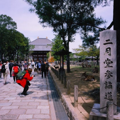 Photographing deer, Todaiji Temple, Nara, Japan Photo