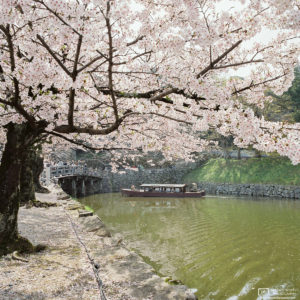 Sakura Cherry Blossom Boat Tour, Hikone, Japan Photo