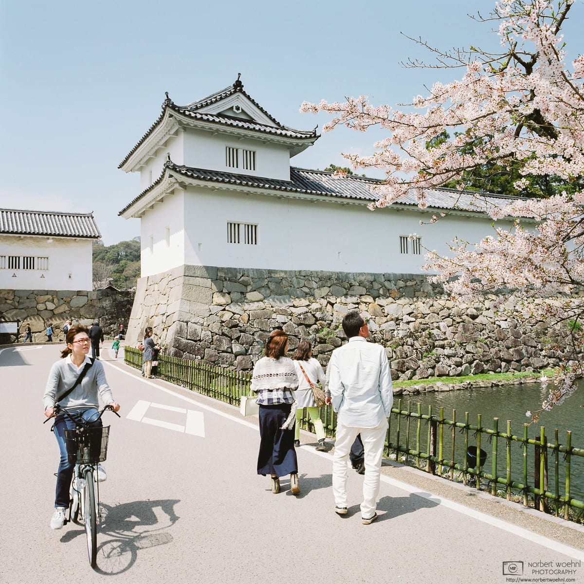 Cherry Blossom Season at the Castle Premises, Hikone, Japan