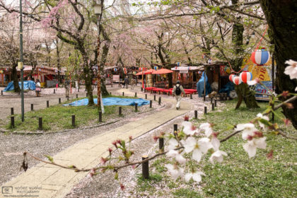 Late Cherry Blossoms Sakura Hanami, Hirano Jinja, Kyoto, Japan Photo