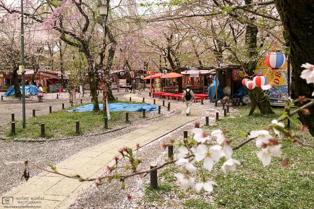 Late Cherry Blossoms, Hirano Jinja, Kyoto, Japan Photo