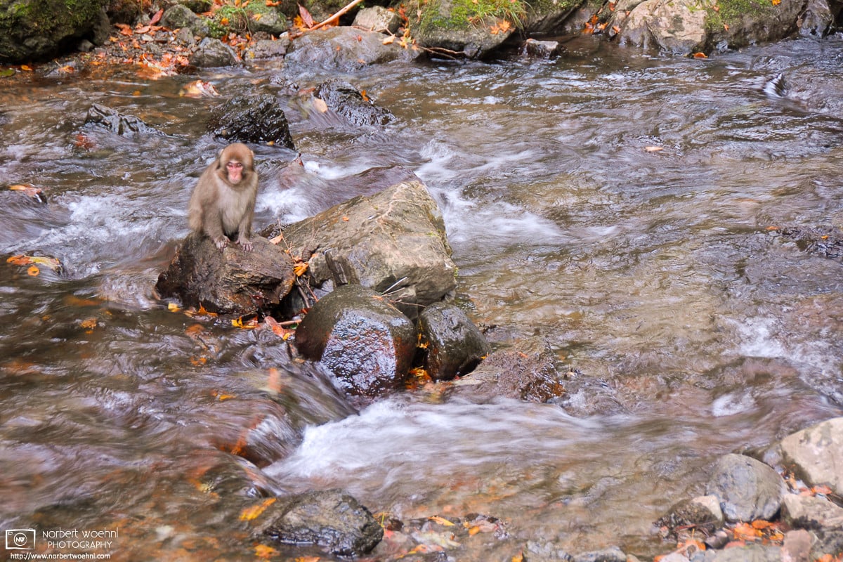 Kamba Waterfall Park Autumn, Okayama Prefecture, Japan Photo
