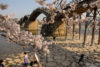 Cherry Blossom Season at Kintai Bridge in the city of Iwakuni in Yamaguchi Prefecture, Japan.