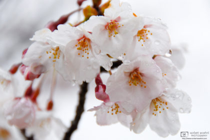 The seaside resort town of Ushimado in Okayama Prefecture, Japan, is home to olive groves and a lot of cherry trees.