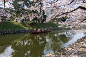 Sakura Hanami at Hikone Castle, Shiga Pref., Japan Photo