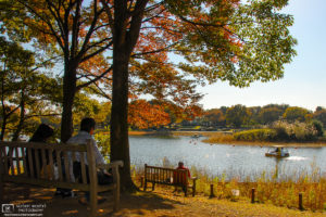 Autumn at Showa Kinen Memorial Park, Tachikawa, Tokyo, Japan Photo
