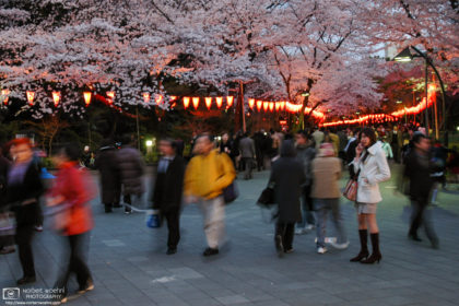 Sakura Cherry Blossom Illumination at Ueno Park, Tokyo, Japan Photo