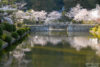 A swan is gliding across a reflection of cherry blossoms at Kikko Park in Iwakuni, Japan.