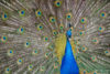 A peacock displaying its plumage in the gardens around Eggenberg Palace in Graz, Austria.
