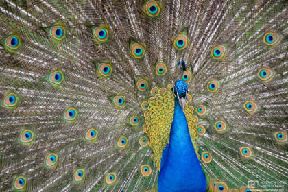 A peacock displaying its plumage in the gardens around Eggenberg Palace in Graz, Austria.