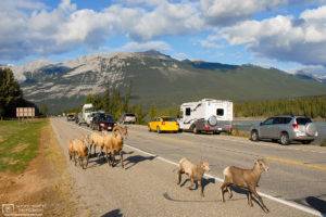 Roadside Bighorn Sheep, Jasper National Park, Alberta, Canada Photo