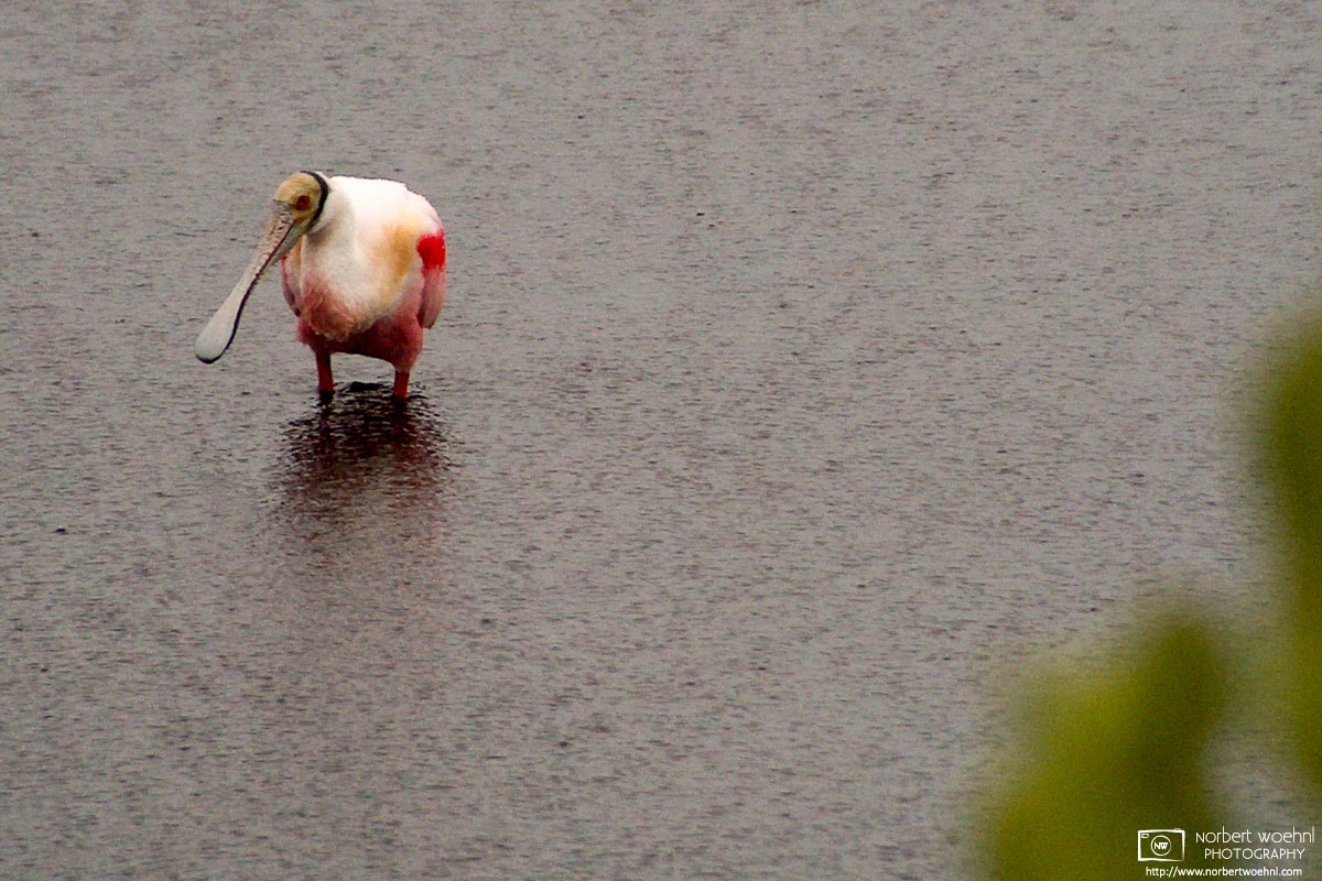 A Roseate Spoonbill (Ajaia ajaja) is seen during pouring rain at Merritt Island National Wildlife Refuge, Florida.
