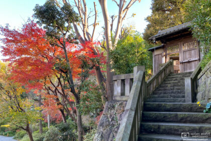 A late-autumn view of Yakushi Fountain Garden in Itabashi-ku, Tokyo, Japan.