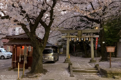 An early-evening impression of late cherry blossom season at Koyasu Shrine in Itabashi-ku, Tokyo, Japan.
