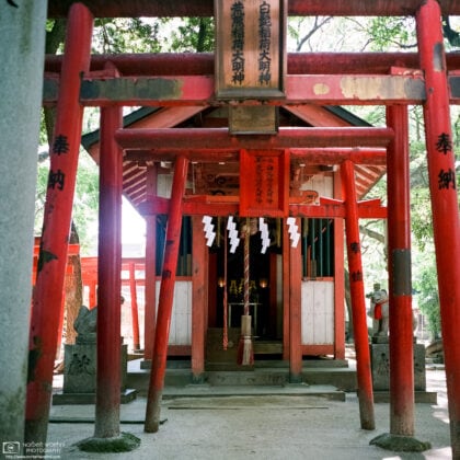 A line of torii gates outside a small side shrine on the premises of Sumiyoshi Jinja in Fukuoka, Japan.