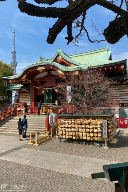 Tokyo Skytree is making an appearance behind the main hall of Kameido Tenjin Shrine in Tokyo, Japan.