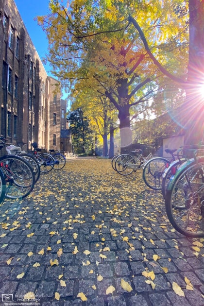 At the University of Tokyo Campus, the bright autumn sun lights up a footpath between parked bicycles.
