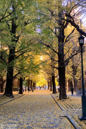 In late November, the University of Tokyo Campus provides a lovely setting for a walk amongst golden leaves.
